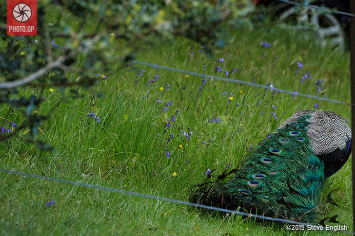 peacock IoMTT 2015