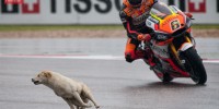 dog on track cota motogp